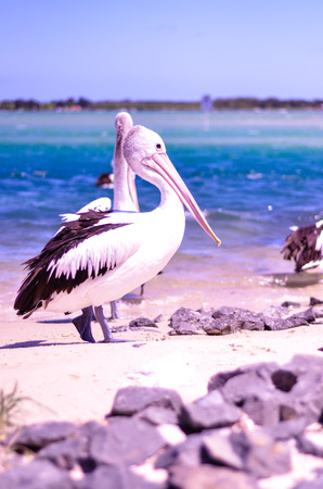 Pelican on Beachの写真素材
