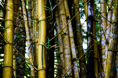 Bamboo forestの写真素材