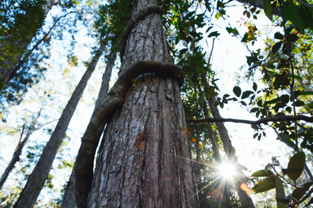 Tree tops sunstar