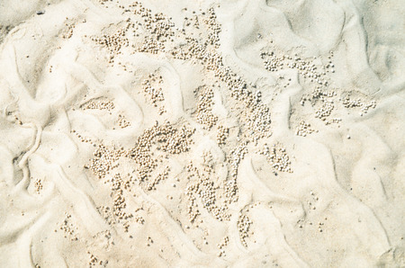 Sand balls in the dunesの写真素材