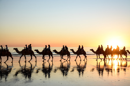 Cable Beach Camelsの写真素材