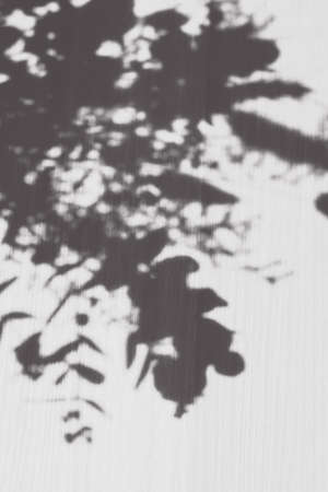 Abstract shadow of flowersの写真素材