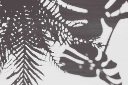 Abstract shadow of rainforest foliageの写真素材