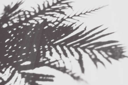 Abstract tropical Palm Shadowの写真素材