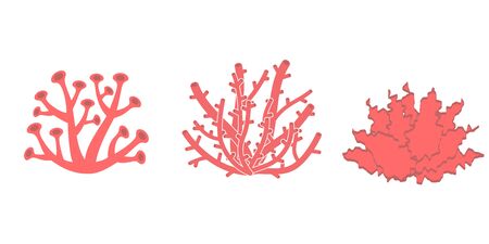Three different type of colorful coral reef - vector illustration on white background.のイラスト素材