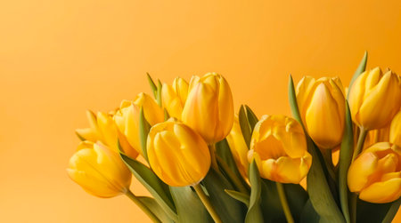 Bouquet of yellow tulips on yellow background. Horizontal background design with copy space.の素材
