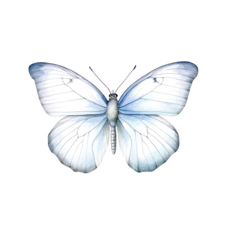 Watercolor illustration of a white butterfly isolated on white background.の素材