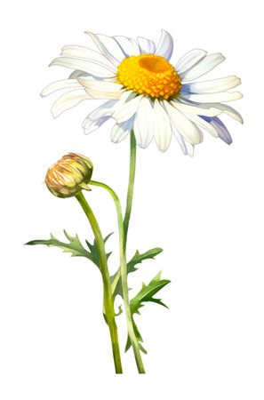 Beautiful daisy flower isolated on white background. Watercolor illustration of a chamomile.の素材