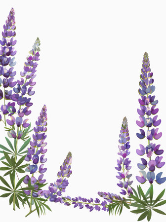 Purple lupine flowers as frame on white background with copy space for text in the middle. Floral greeting design.の写真素材