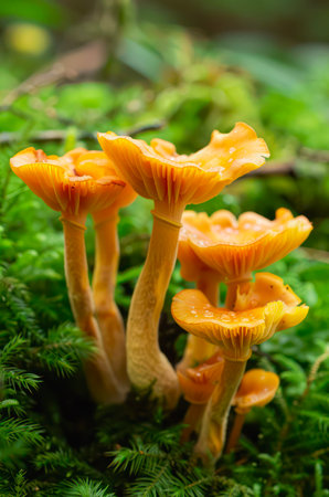 Golden chanterelle mushrooms in the forest.