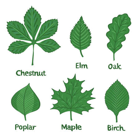 Set of tree leaves birch, poplar, chestnut, elm, maple, oak vector. Illustration for printing,...