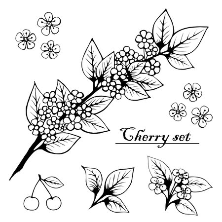 cherry branch set, flowers, barries. Vintage cherry. Illustration for printing, backgrounds, wallpapers, packaging, greeting cards, posters, textile, seasonal design. Isolated on white background.のイラスト素材