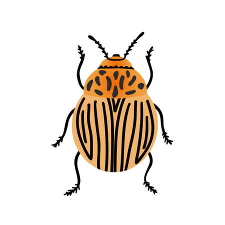Colorado potato beetle. Vector Illustration for printing, backgrounds, covers, packaging, greeting cards, posters, stickers, textile and seasonal design. Isolated on white background.のイラスト素材