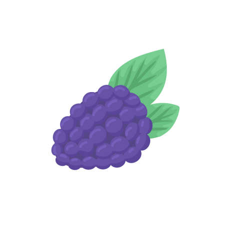 Blackberry. Vector Illustration for printing, backgrounds, covers, packaging, greeting cards,...