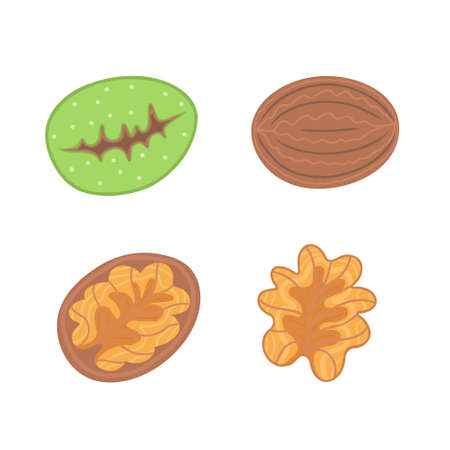 Walnuts set. Single whole, half and walnut seed. Eco healthy food vector illustration for printing, backgrounds, covers, packaging, textile and seasonal design. Isolated on white background.のイラスト素材