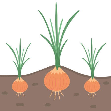 onion in ground, in garden, vegetable harvest. Vector Illustration for printing, backgrounds and packaging. Image can be used for greeting cards, posters and stickers. Isolated on white background.のイラスト素材