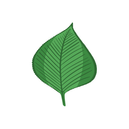 Poplar leaf. Vector Illustration for printing, backgrounds, covers and packaging. Image can be used for greeting cards, posters, stickers and textile. Isolated on white background.のイラスト素材