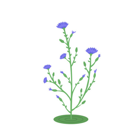 Cichorium intybus flower, medicinal plant. Vector Illustration for printing, backgrounds, covers and packaging. Image can be used for greeting card, poster and sticker. Isolated on white background.のイラスト素材