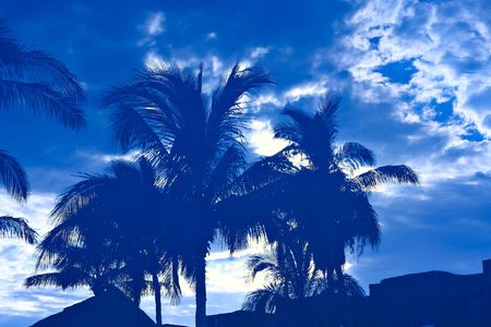 Early morning palm tree reflections in a swimming pool.の写真素材