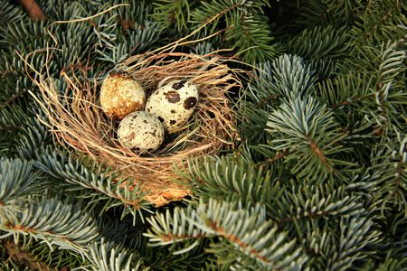 Quail nest in a pine tree. の写真素材