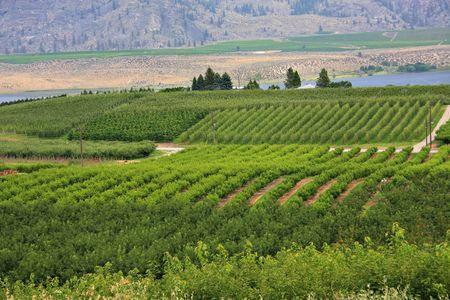 Vineyards and orchards. Osoyoos, B.C. の写真素材