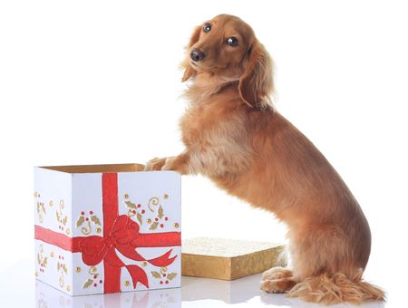 Naughty puppy and the Christmas present. の写真素材