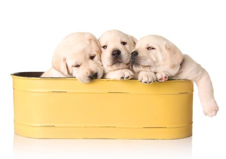 Three yellow lab puppies in a yellow container. の写真素材