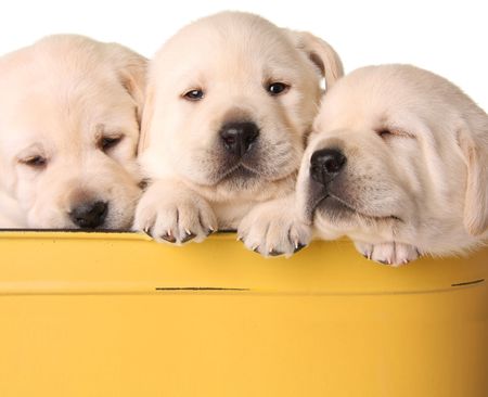 Yellow lab puppiesの写真素材