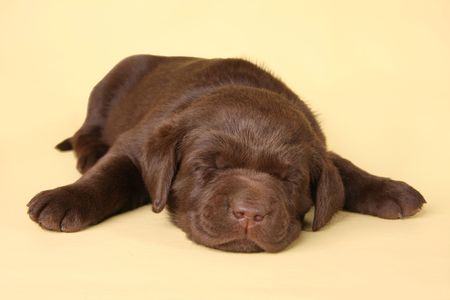 Sleeping labrador retriever puppyの写真素材