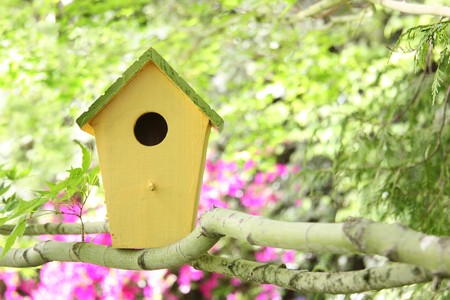 Little birdhouse in a tree. の写真素材
