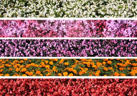 Five flower borders. の写真素材