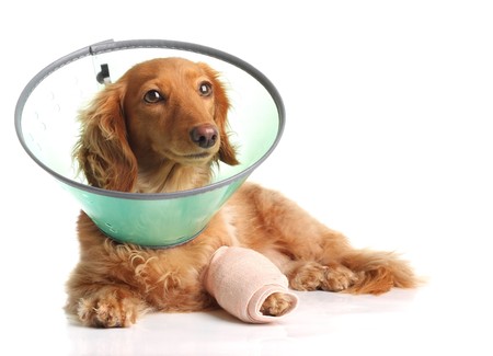 Sick dachshund wearing a funnel collar for a injured leg. の写真素材