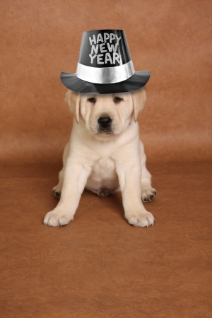 Happy New's year puppy with a funny expression. の写真素材