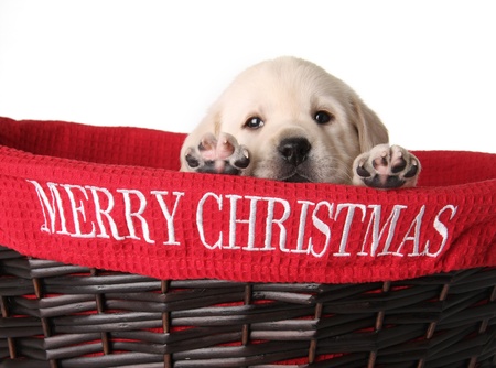 Yellow labrador puppy in a red Christmas basket.の写真素材