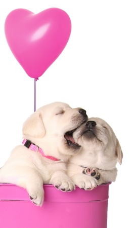 Valentine puppies and pink heart balloon. の写真素材