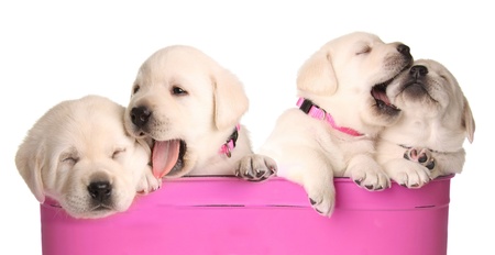 Labrador retriever puppies in a pink containerの写真素材