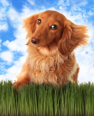 Longhair dachshund with attitude, outside in the grass  の写真素材
