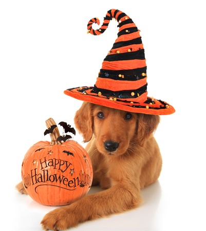 Cute Halloween puppy with a pumpkin  の写真素材