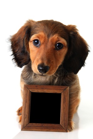 Longhair dachshund puppy isolated on white holding a chalk board sign  Add your own text  の写真素材