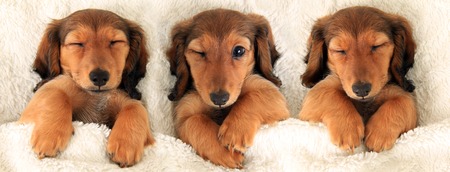 Three dachshund puppies in bed  Three is a crowd concept  の写真素材
