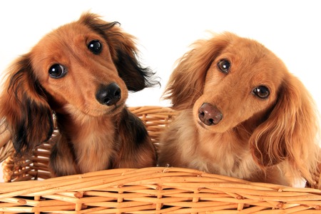 Two dachshund puppies in a basket  I asked them if they wanted a treat, and these are the faces they gave me  の写真素材