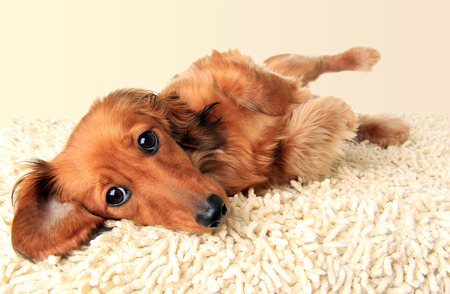 Longhair dachshund puppy lying down on the carpet.の写真素材