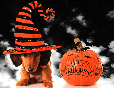 Dachshund puppy wearing a witch hat, next to a pumpkin.の写真素材