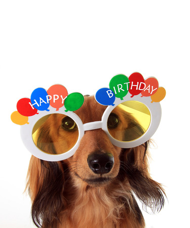 Dachshund puppy wearing Happy Birthday glasses.の写真素材