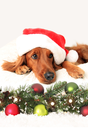 Irish setter dog wearing a Santa hat laying down in front of Christmas decorations.の写真素材