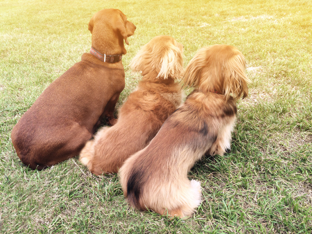 Three dachshund dogs sitting outside.の写真素材