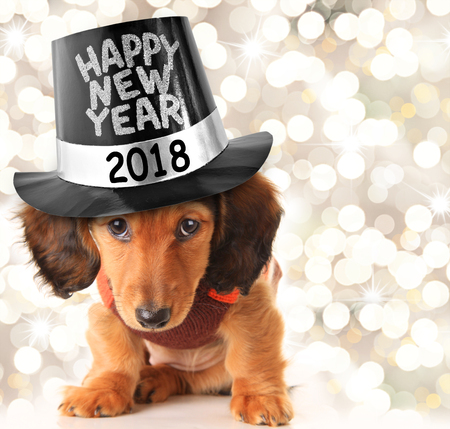 Dachshund puppy wearing a Happy New Year 2018 top hat.の写真素材