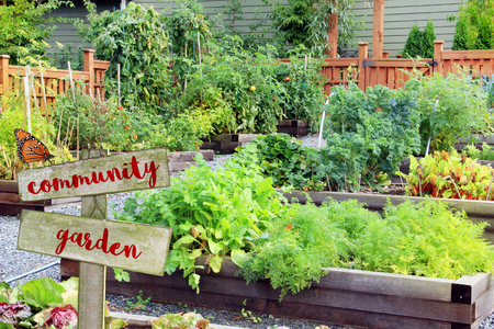 Lush and organic community vegetable, fruit and herb garden in summer with wooden sign.  