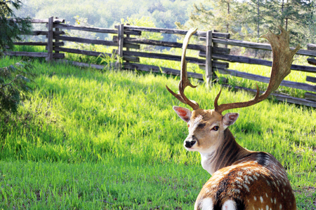 Male Chital or cheetal deer, also known as spotted deer or axis deer in the forest meadow. の写真素材