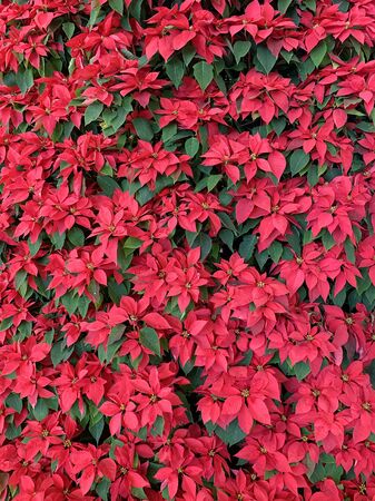 Large Christmas poinsettia floral display. Background wall of multiple poinsettia flowers as a holiday decoration.の写真素材